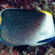 picture of Chaetodontoplus mesoleucus