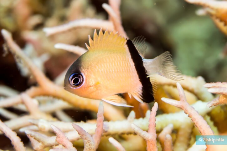Pycnochromis retrofasciatus