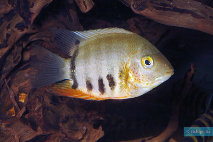 Heros efasciatus