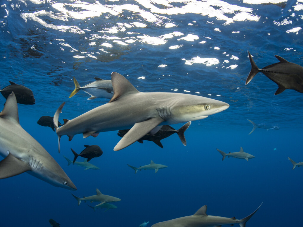 Un tiers des requins de haute mer sont menacés d'extinction