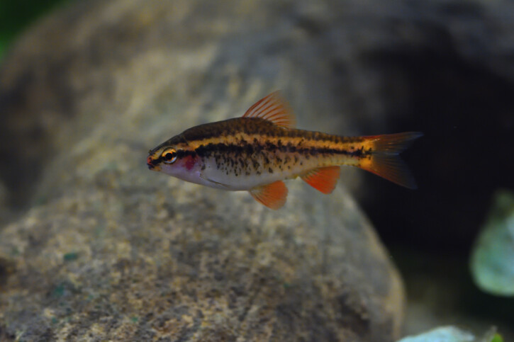 .Kelani Puntius