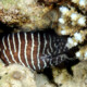 picture of Gymnomuraena zebra