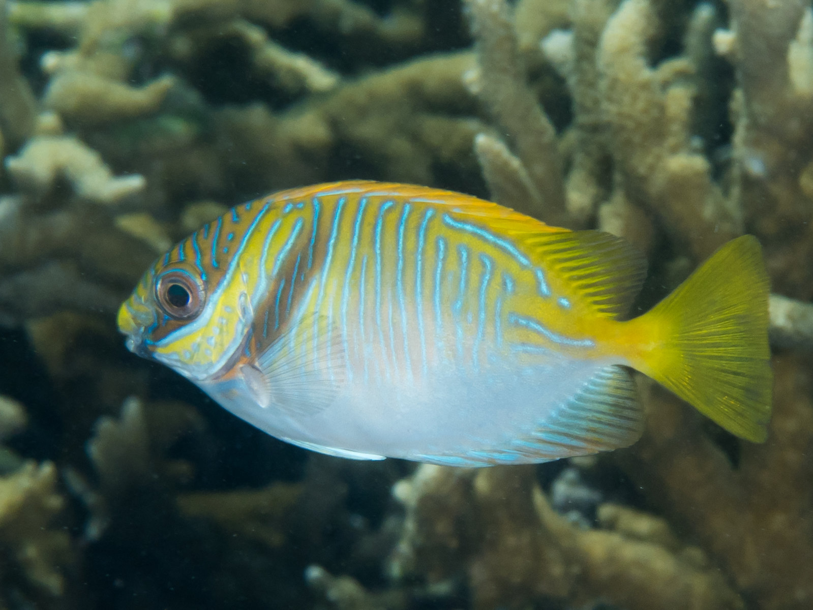 Découverte d'une nouvelle espèce de poisson marin des grandes profondeurs,  Polyipnus laruei