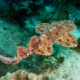 picture of Eucrossorhinus dasypogon