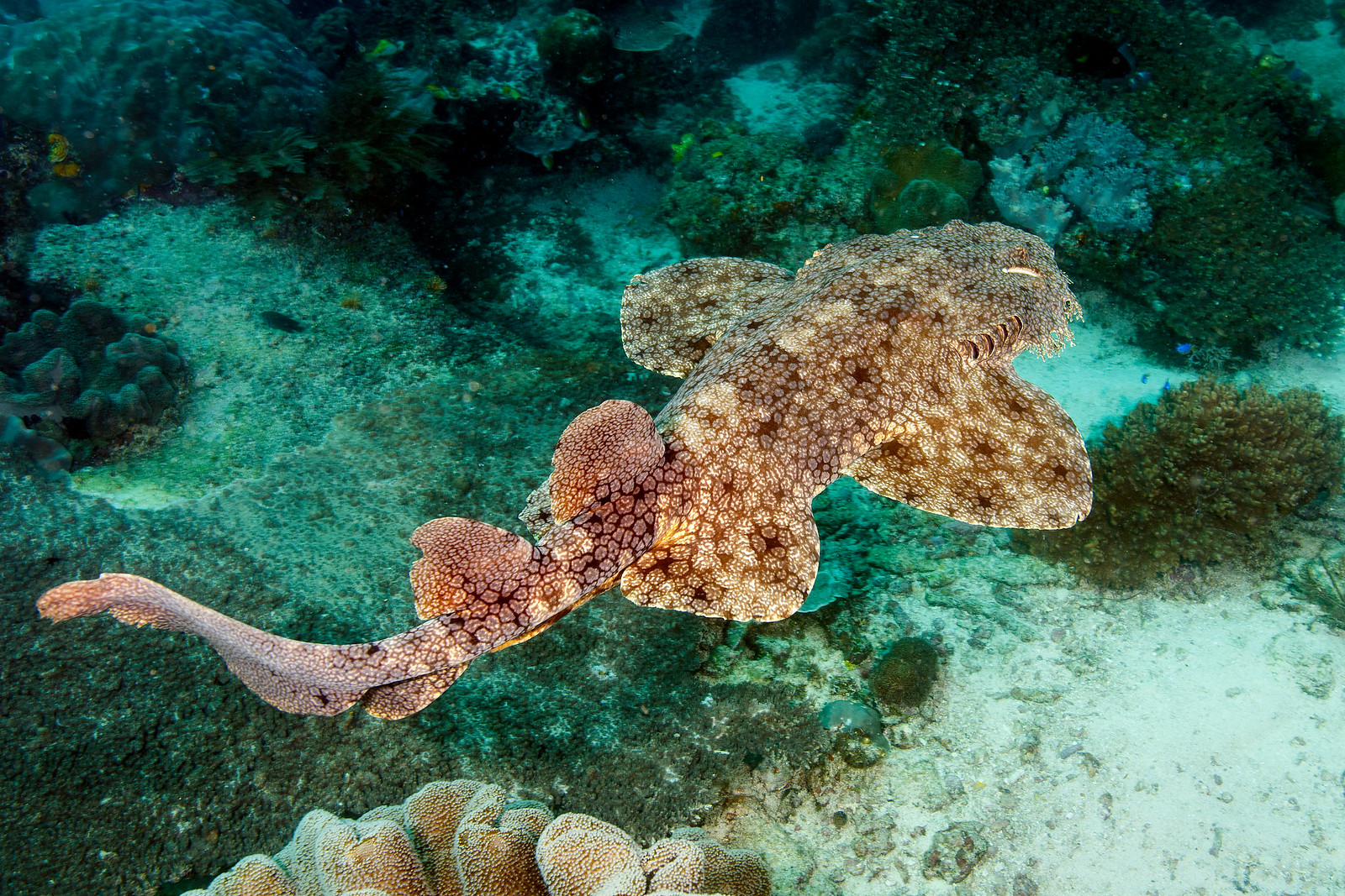 Eucrossorhinus dasypogon