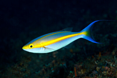 Pentapodus emeryii Nemipteridae