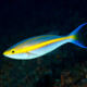 picture of Pentapodus emeryii