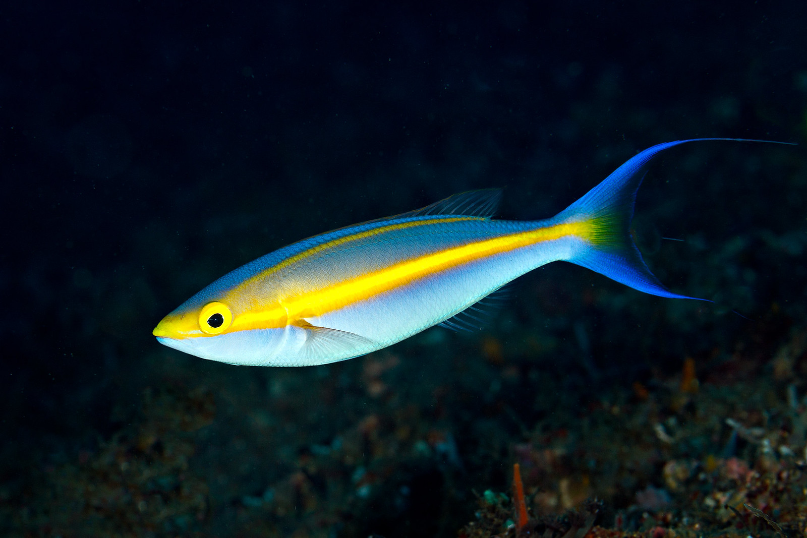 Pentapodus emeryii