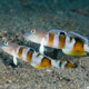 picture of Valenciennea wardii