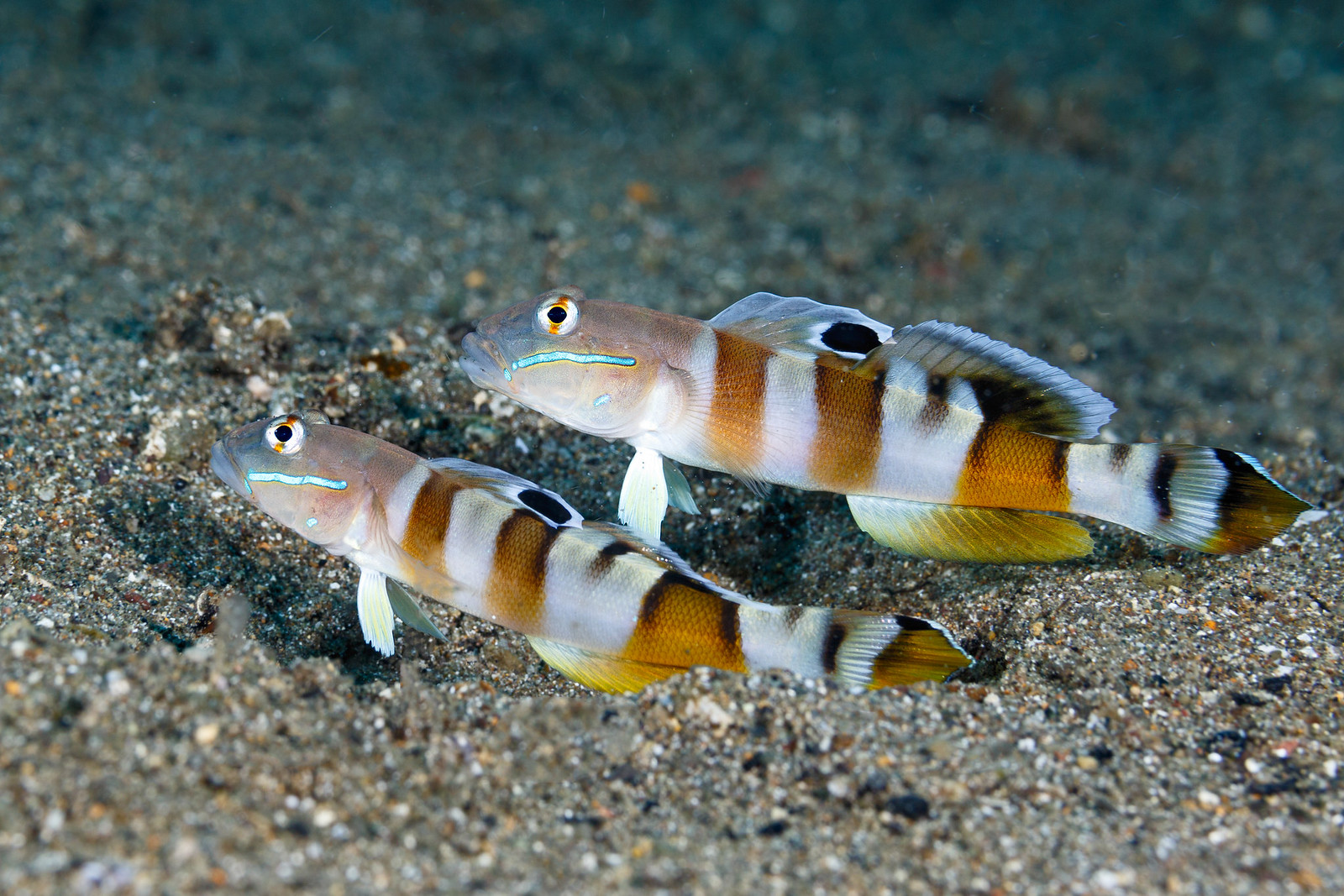 Valenciennea wardii