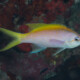 picture of Mirolabrichthys evansi