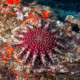 picture of Acanthaster planci