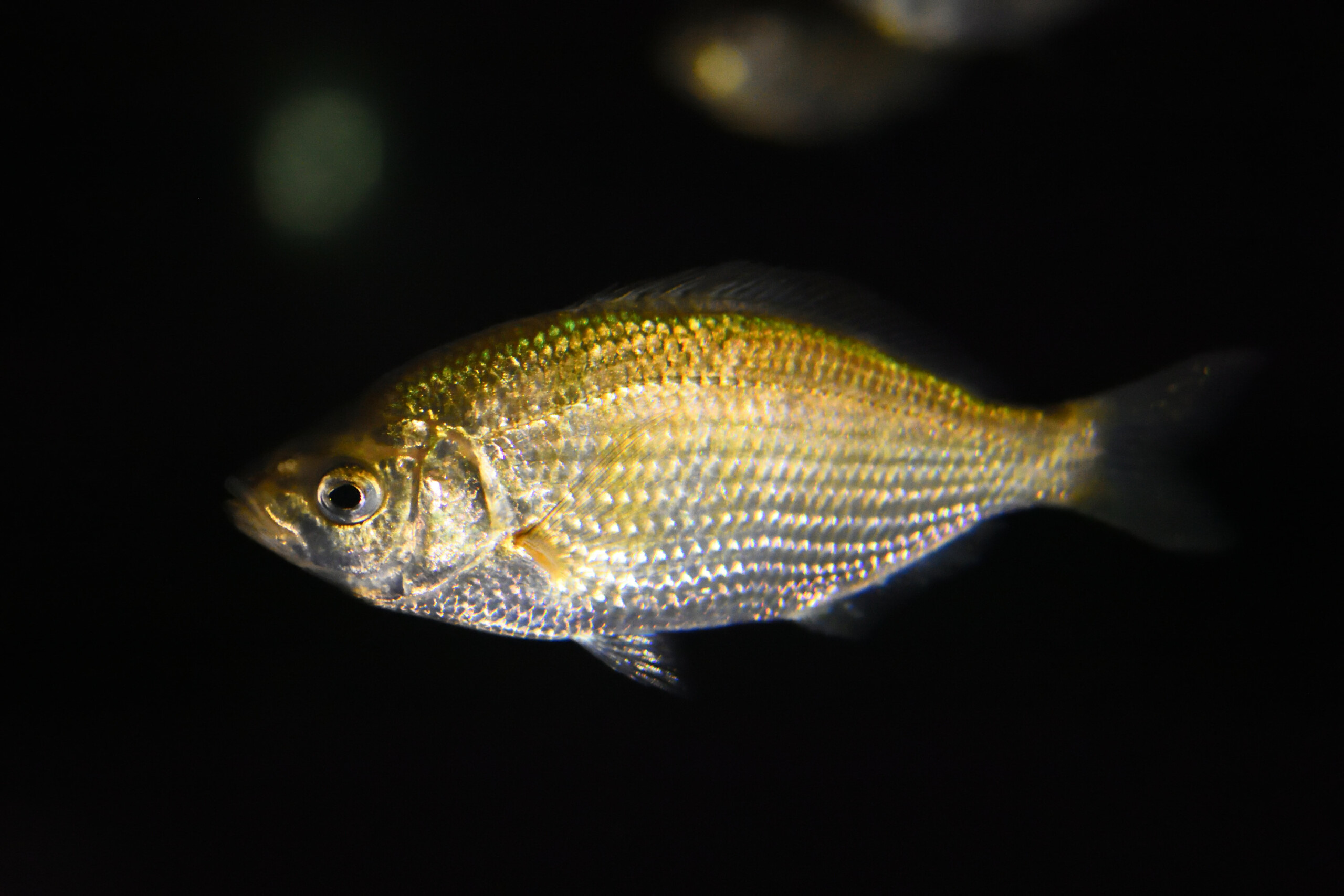 Cymatogaster aggregata