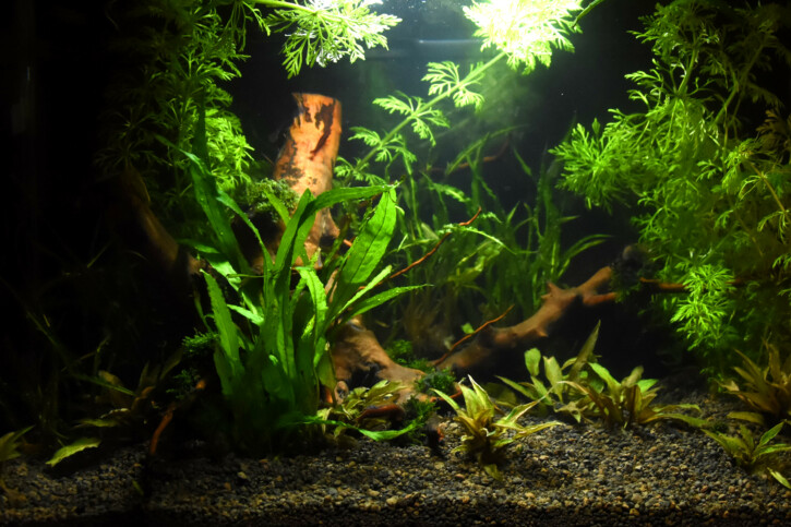 invertebres asie
