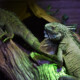 picture of Iguana iguana