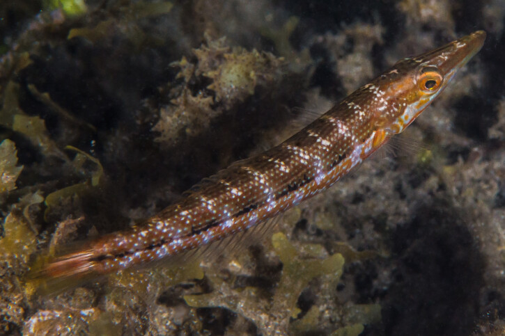 Cheilio inermis