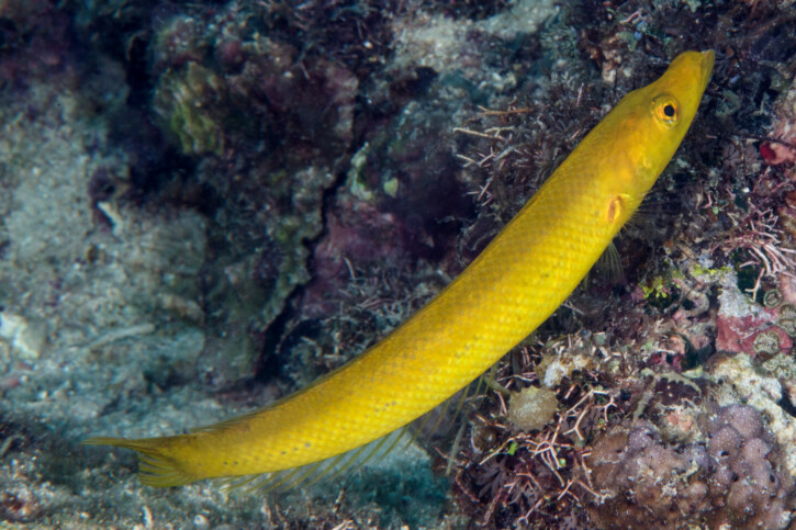 Cheilio inermis