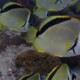 picture of Johnrandallia nigrirostris