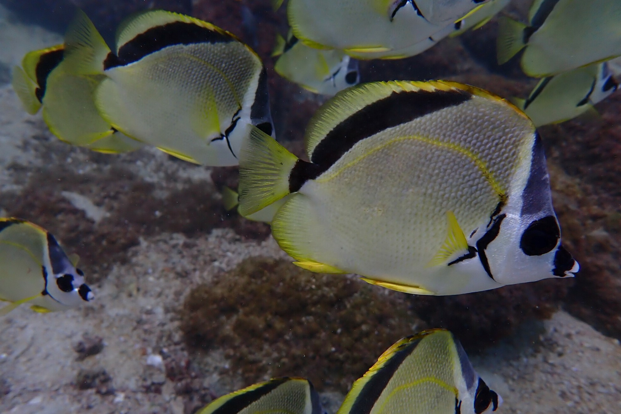 Johnrandallia nigrirostris