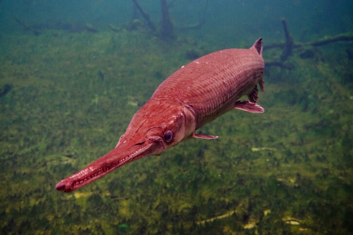 Lepisosteus osseus - luccio alligatore