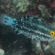 picture of Scarus altipinnis