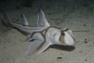 requin de Port Jackson Heterodontidae