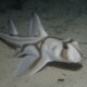 picture of Heterodontus portusjacksoni