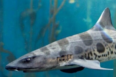 requin léopard Triakidae