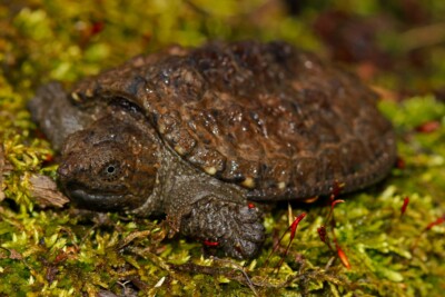 Tortue serpentine Chelydridae