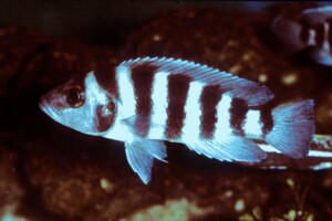 Neolamprologus sexfasciatus