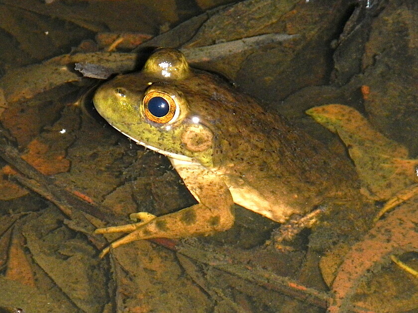 Lithobates catesbeianus