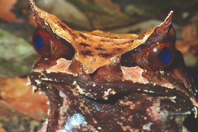 grenouille cornue Megophryidae