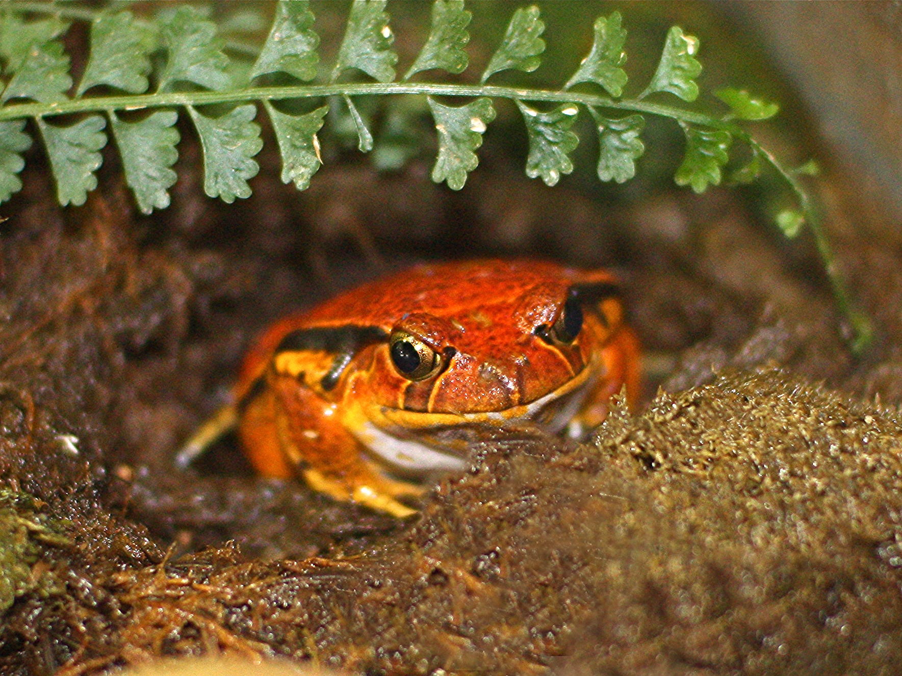 Dyscophus guineti