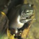 picture of Pelodryas caerulea