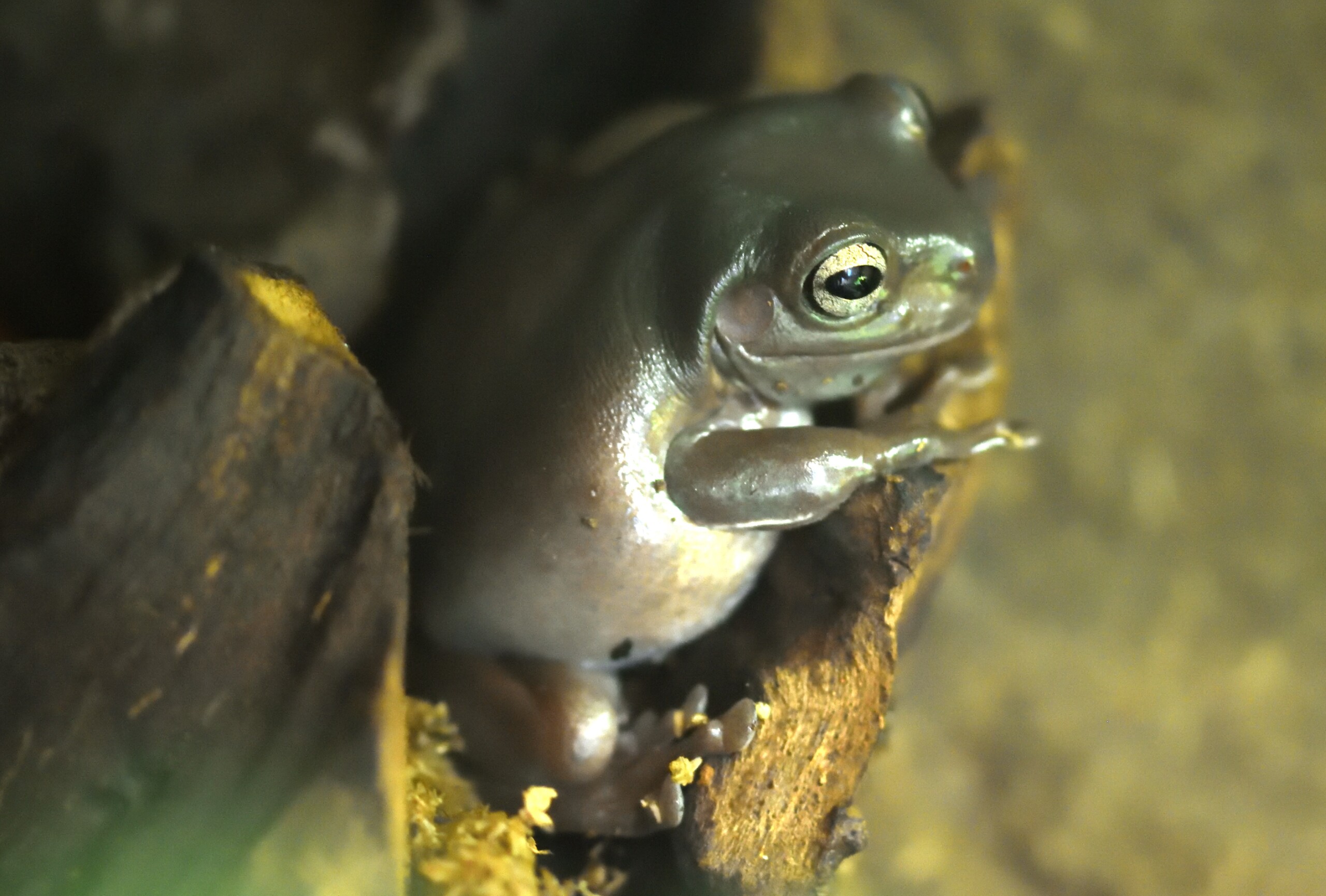 Pelodryas caerulea
