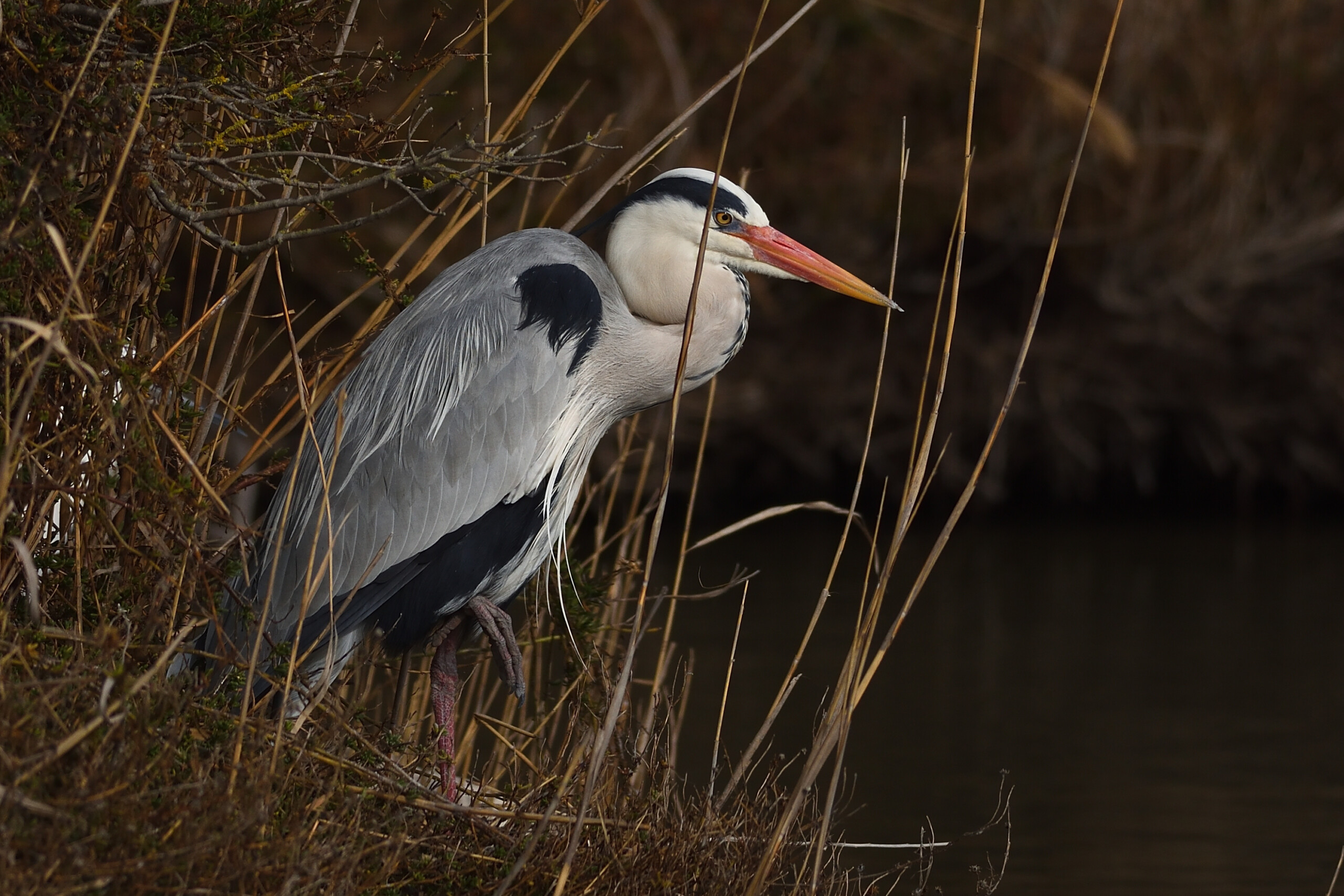 Ardea cinerea
