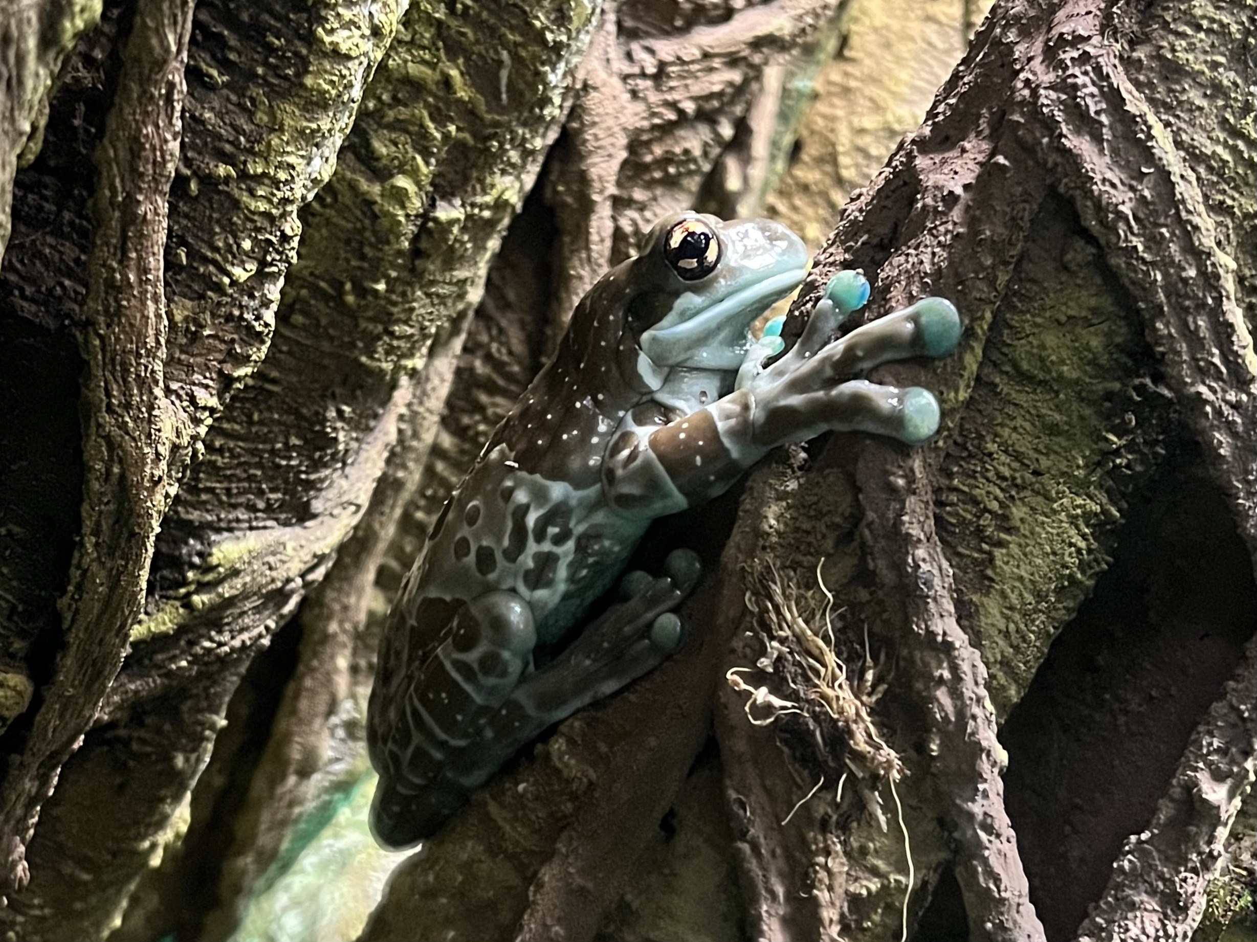 Trachycephalus resinifictrix