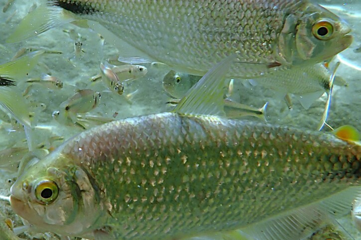 Nature : Un quart des espèces d&rsquo;eau douce menacées d&rsquo;extinction