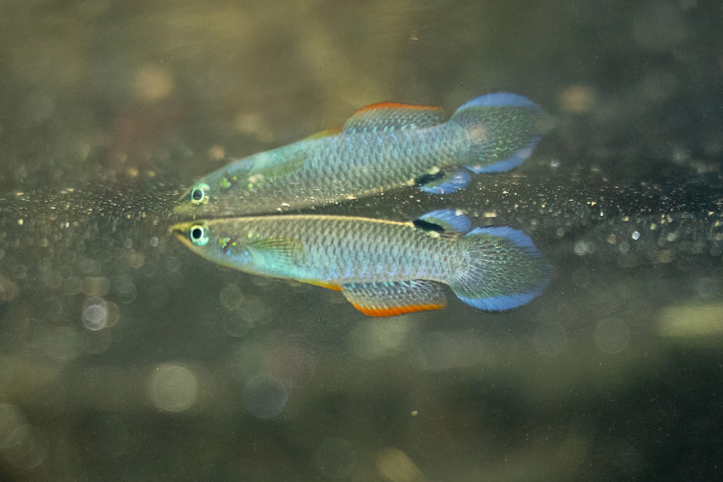 Aplocheilus panchax