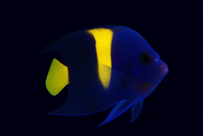 poisson-ange demi-lune Pomacanthidae
