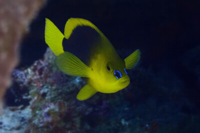 hamlet timide Serranidae