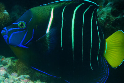 poisson-ange à oreille tachée Pomacanthidae