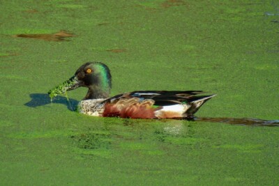 canard souchet Anatidae