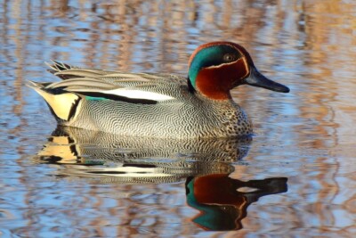 sarcelle d’hiver Anatidae
