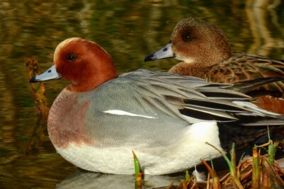 canard siffleur Anatidae