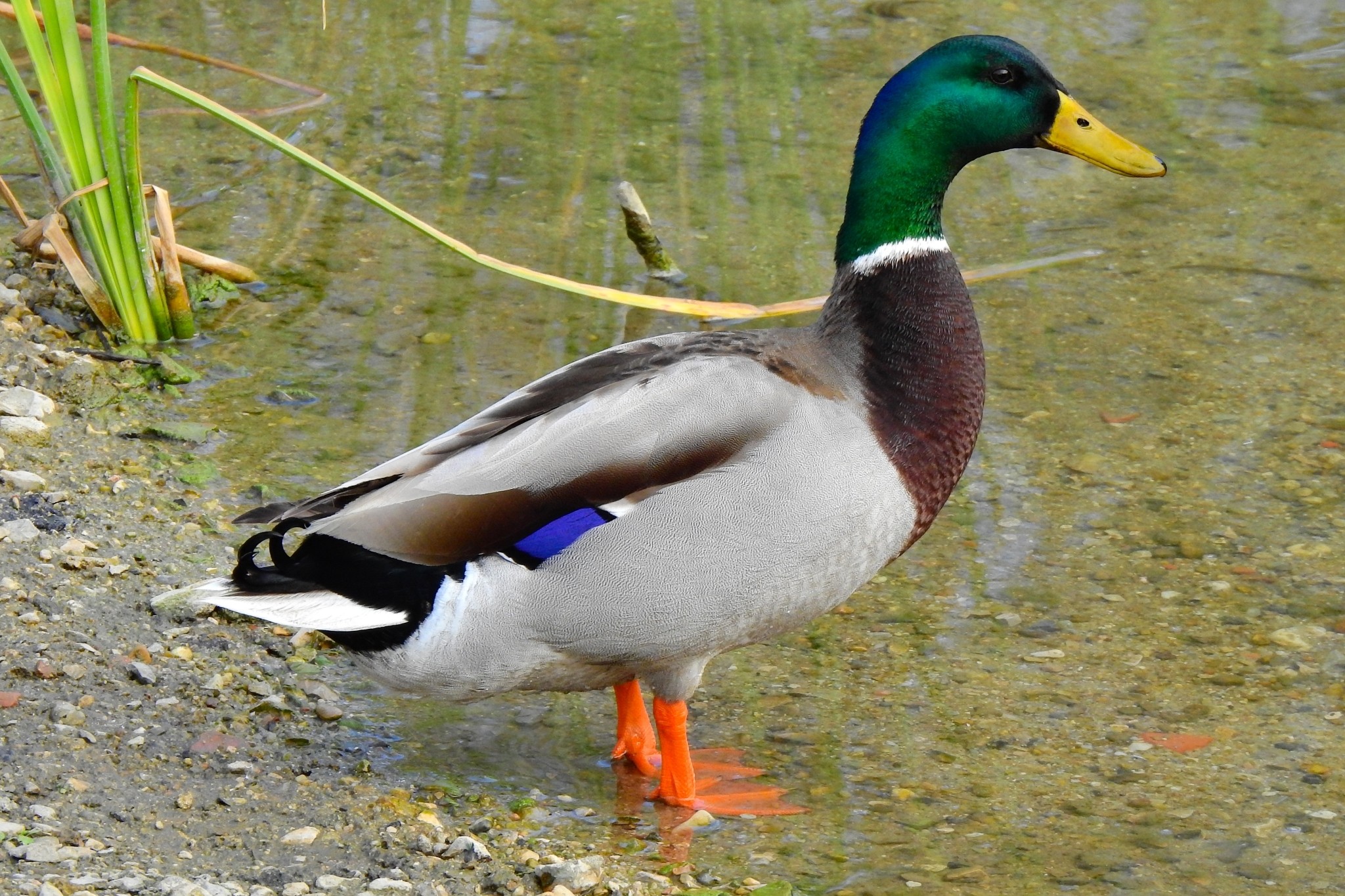 Anas platyrhynchos