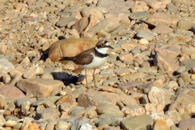 pluvier petit-gravelot Charadriidés
