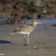 picture of Numenius phaeopus