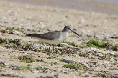 chevalier de Sibérie Scolopacidae