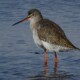 picture of Tringa erythropus